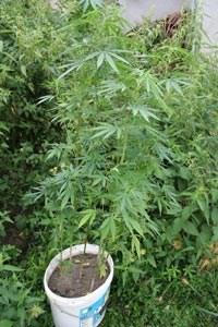 Slika PU_BB/slike vijesti/bjelovar_marihuana.jpg